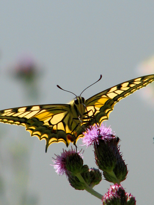 Dombes - Papillon