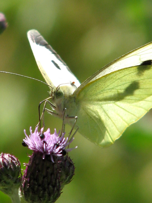 Dombes - Papillon