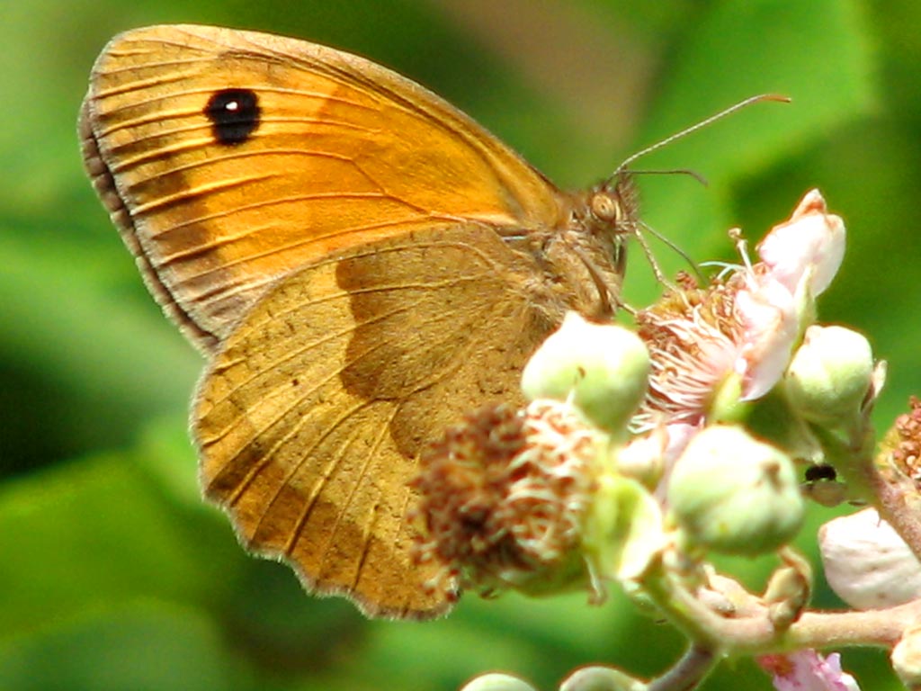 Dombes - Papillon
