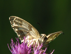 Dombes - Papillon