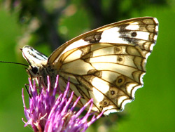 Dombes - Papillon