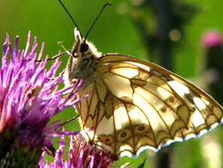 Dombes - Papillon
