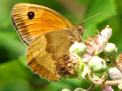 Dombes - Papillon