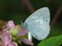 Dombes - Papillon