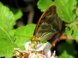 Dombes - Papillon