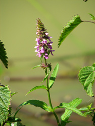 Flore de la Dombes