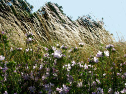 Flore de la Dombes